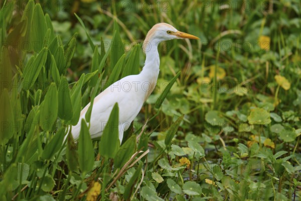 A heron stands still in a green marsh surrounded by lush vegetation, Cattle Egret (Bubulcus ibis),