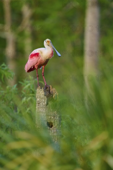 A roseate spoonbill with pink plumage on a tree trunk in green surroundings, roseate spoonbill