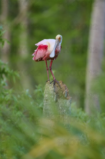 A Roseate Spoonbill stands quietly on a tree trunk in the green forest, Roseate Spoonbill (Ajaja