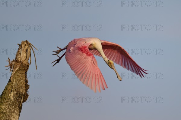 A Roseate Spoonbill flies through the sky with outstretched wings, Roseate Spoonbill (Ajaja ajaja),