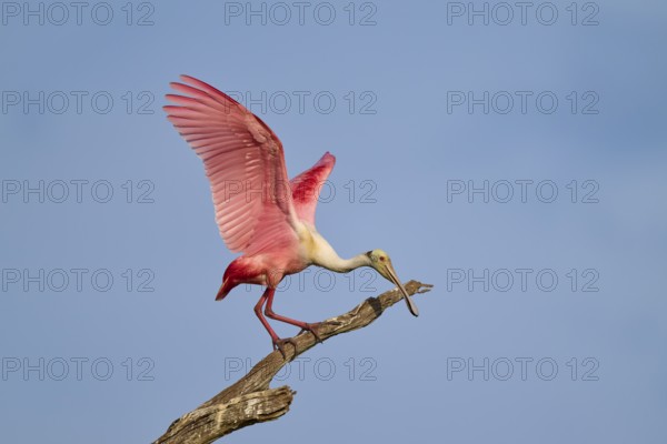 A roseate spoonbill with raised wings stands on a branch in front of a blue sky, roseate spoonbill