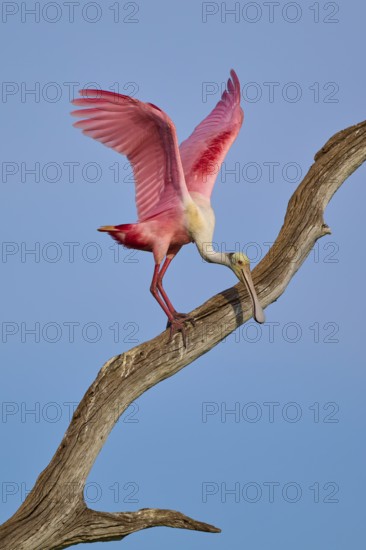 A Roseate Spoonbill with lowered wings on a dry branch under a blue sky, Roseate Spoonbill (Ajaja