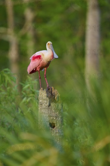 A Roseate Spoonbill standing on a tree stump in the jungle, Roseate Spoonbill (Ajaja ajaja),