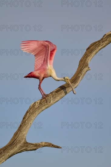 A Roseate Spoonbill carefully glides down a dry tree trunk, Roseate Spoonbill (Ajaja ajaja),