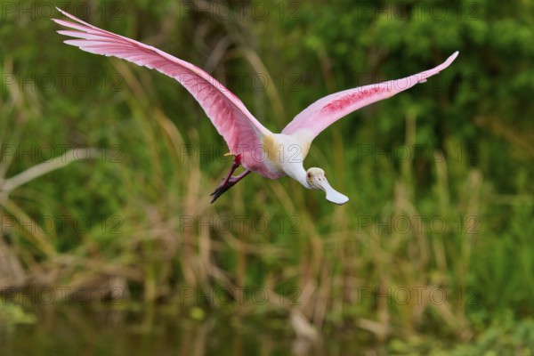 A Roseate Spoonbill gliding over reed grass in a wetland, Roseate Spoonbill (Ajaja ajaja), Orlando