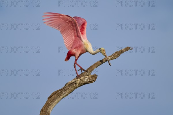 A Roseate Spoonbill on a branch lifting its wings towards the sky, Roseate Spoonbill (Ajaja ajaja),