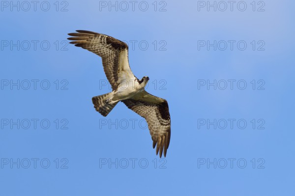 Osprey high in the air, majestic in flight, Osprey (Pandion haliaetus), Orlando Wetlands,
