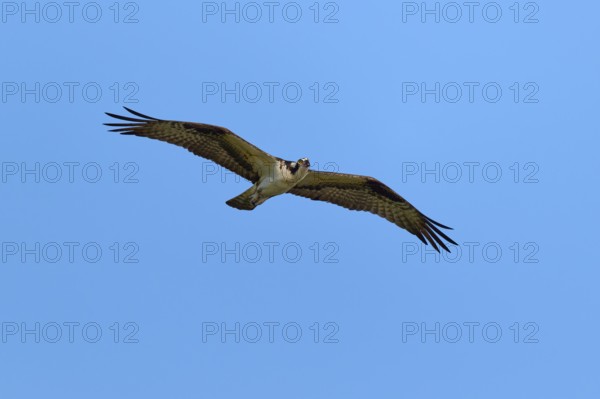 Osprey with outstretched wings gliding in the sky, Osprey (Pandion haliaetus), Orlando Wetlands,