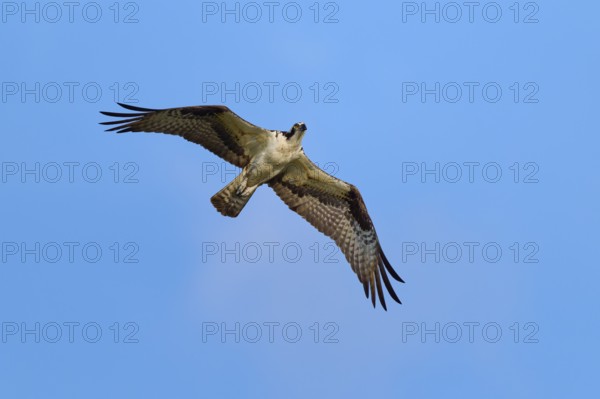 An osprey flies through the clear blue sky, Osprey (Pandion haliaetus), Orlando Wetlands,