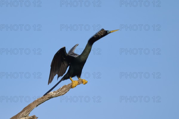 A bird spreads its wings on a branch against a clear blue sky, Darter (Anhinga anhinga), Spring,