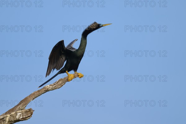 A bird on a branch with outstretched wings against a clear sky, Darter (Anhinga anhinga), spring,