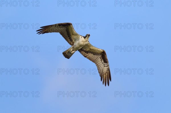Osprey in the air with powerful wing beats, Osprey (Pandion haliaetus), Orlando Wetlands,