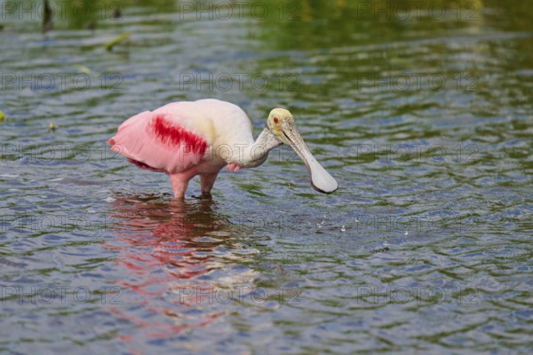 A roseate spoonbill with pink plumage searches the shallow water of a pond, Roseate spoonbill