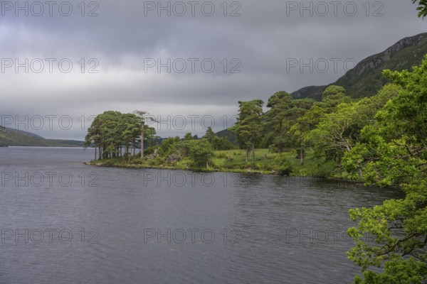 View over Loch Beagh with a group of trees, Glenveagh National Park, Cross Roads, County Donegal,