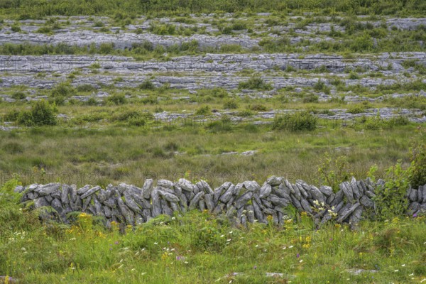 Stone wall in the karst landscape of the Burren, Keelhilla, Carran, County Clare, Ireland
