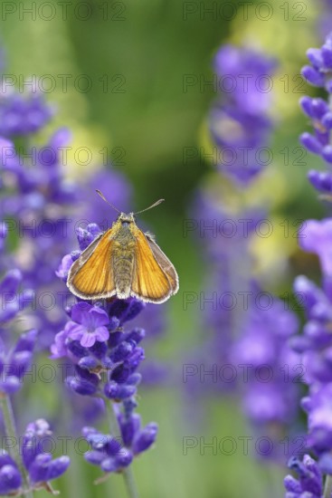 Large skipper (Ochlodes venatus), collecting nectar from a flower of Common lavender (Lavandula