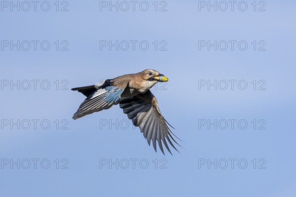 Eurasian jays (Garrulus glandarius) are partly responsible for the spread of oaks, as they forget