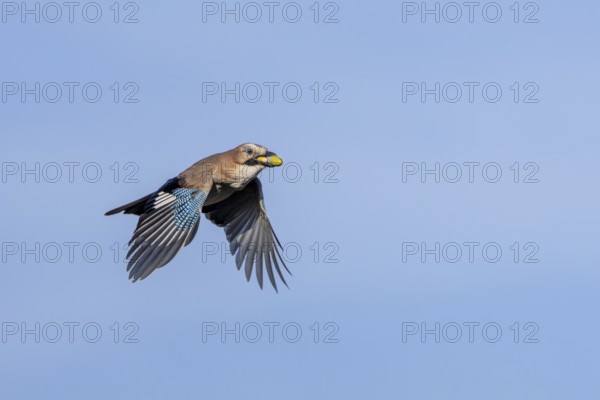 A jay (Garrulus glandarius) flies into the forest with its freshly collected acorns to hide them