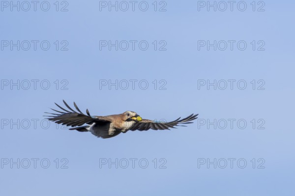 Eurasian jay (Garrulus glandarius) in flight with acorns in its beak, foraging, winter food supply,
