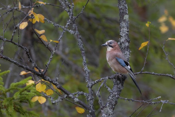 A jay (Garrulus glandarius) sits attentively on a birch branch overgrown with lichen, autumn,
