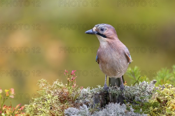 Eurasian jay (Garrulus glandarius) searches the colourful autumn vegetation for food, lichens,