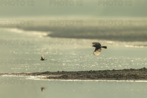 Eurasian jay (Garrulus glandarius) chasing a white wagtail, pursue, prey, prey animal, flight