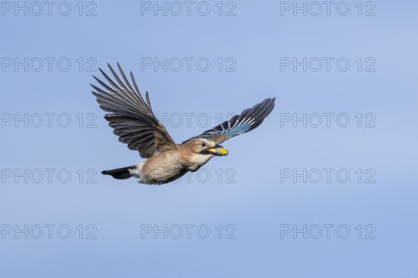 Eurasian jays (Garrulus glandarius) stockpile food for the winter and other times of need,