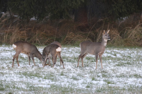 Roe deer (Capreolus capreolus) doe (left and right) and two buck fawns in the snow at the Kirrung