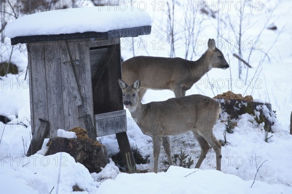 Roe deer (Capreolus capreolus) doe in the snow at winter feeding, Allgäu, Bavaria, Germany, Allgäu,