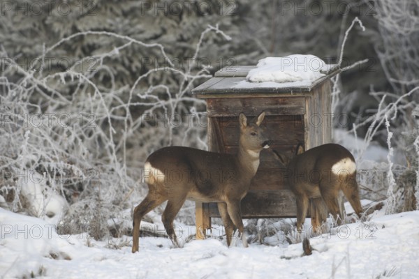 Roe deer (Capreolus capreolus) doe (left) with fawn in the snow during winter feeding in the