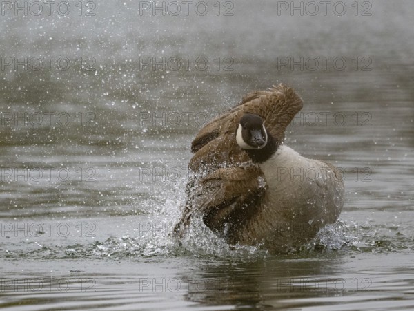 A Canada goose bathing, Ümminger See, Bochum, North Rhine-Westphalia, Germany