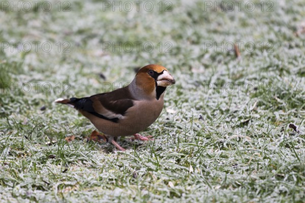 Hawfinch (Coccothraustes coccothraustes) searching for food in winter, North Rhine-Westphalia,