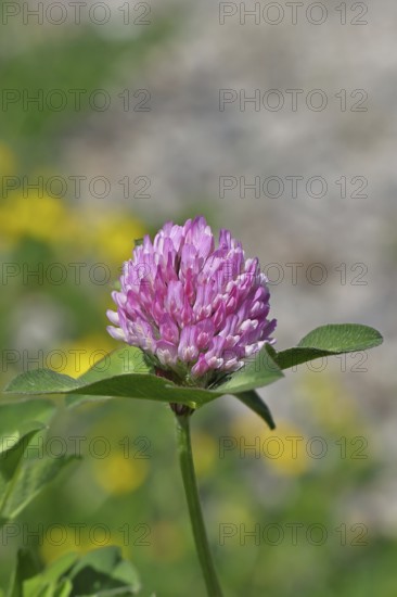 Meadow clover, red clover (Trifolium pratense), flower in a meadow, medicinal herb, Wilnsdorf,