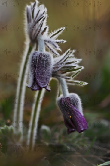 Meadow Pasque Flower, Meadow Pasque Flower, Black Pasque Flower (Pulsatilla pratensis), flower in