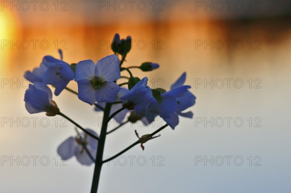 Meadow foamwort (Cardamine pratensis), flowers in front of a water surface at dawn, Peene Valley