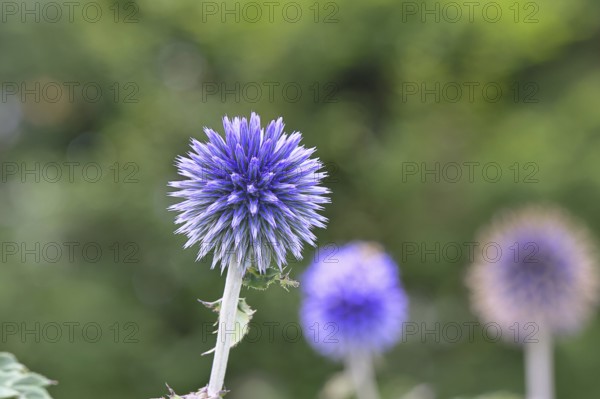Blue globe thistle (Echinops ritro), flower, ornamental plant in a garden, Wilnsdorf, North