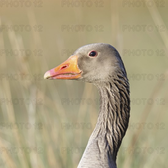 Grey goose (Anser anser) on a dyke in the evening at sunset, golden hour, animal portrait, Dümmer,
