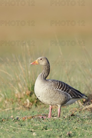 Grey goose (Anser anser) on a dyke in the evening at sunset, golden hour, Dümmer, Lake Dümmer,