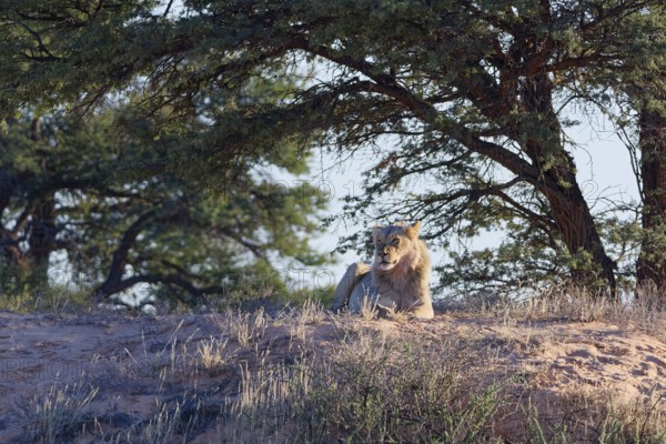 African lion (Panthera leo), adult male lying on a sand dune, in the shade of trees, looking