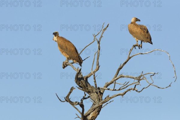 White-backed vultures (Gyps africanus), two adults, sitting on a tree branch, on the lookout, blue