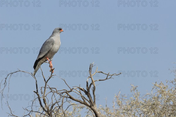 Pale chanting goshawk (Melierax canorus), adult, sitting on a tree branch, on the lookout, blue
