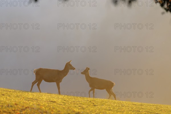 A herd of red deer cows (Cervus elaphus) standing on a meadow in backlit condition. Fog covers the