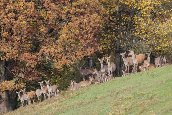 A large herd of red deer (Cervus elaphus) rests in hilly terrain on a meadow at the edge of the