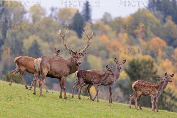 A herd of red deer cows and a stag (Cervus elaphus) stand in a meadow. In the background, a forest