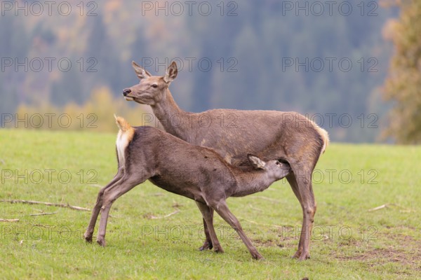 A red deer cow (Cervus elaphus) stands on a meadow and suckles her fawn. A forest in autumnal
