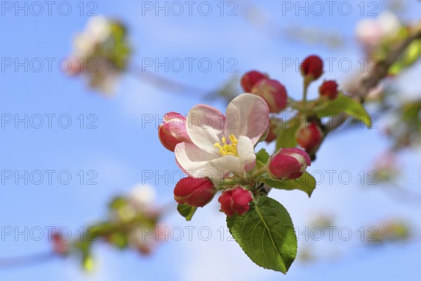 Apple blossoms (Malus), white blossoms with blue sky in the background, close-up, spring,