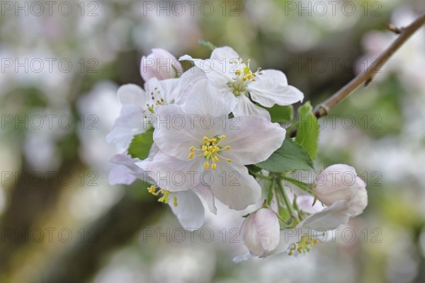 Apple blossoms (Malus), white blossoms with bokeh in the background, close-up, spring, Wilnsdorf,