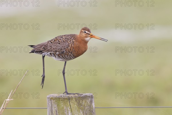 Black-tailed godwit (limosa limosa), on a perch, on a fence post, snipe birds, wildlife, nature