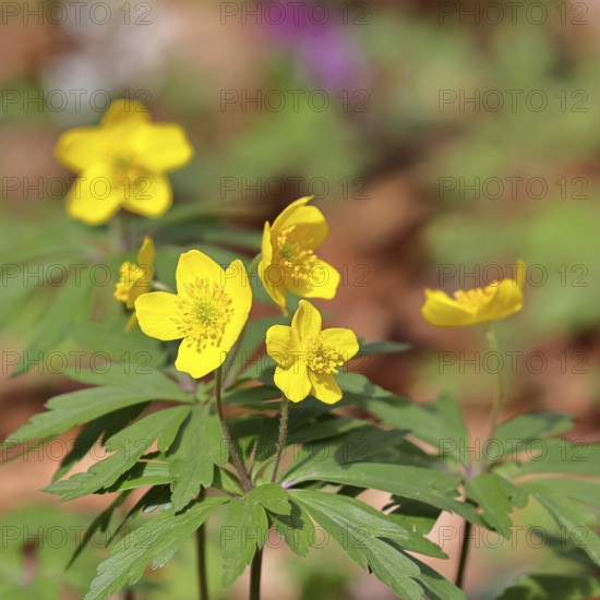 Yellow Anemone, Anemone ranunculoides, Yellow Wood Anemone, Anemone ranunculoides, in a beech