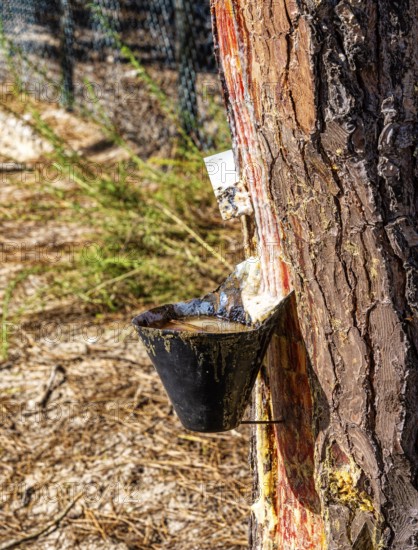 Extraction of tree resin according to traditional tradition, forest area in Nazare, Portugal